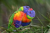 Rainbow Lorikeetborder=